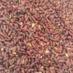 Mappillai Samba traditional Tamil red rice grains