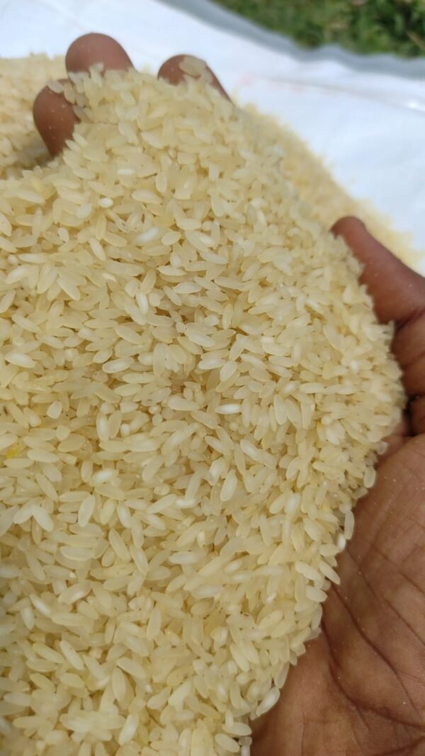 Golden Thangasamba traditional rice grains