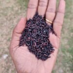 Agathin Mozhi Karupu Kavuni black rice
