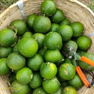 organic narthangai (citron) in a bamboo basket