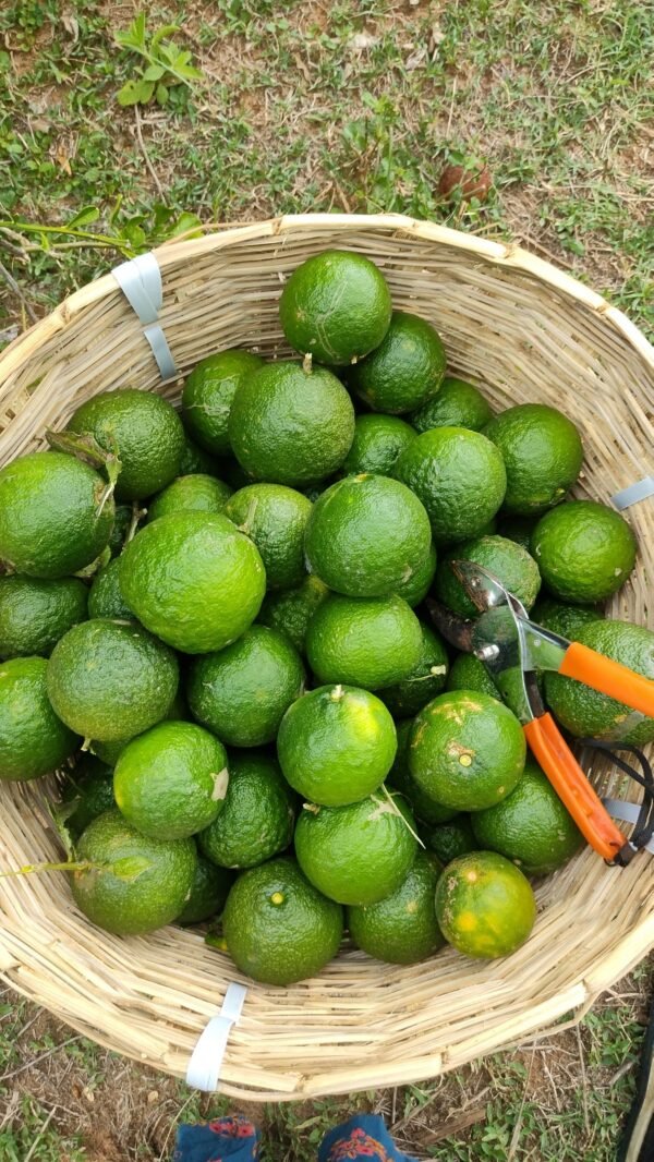 organic narthangai (citron) in a bamboo basket